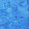 Hydrangea Blue Shimmer Spray